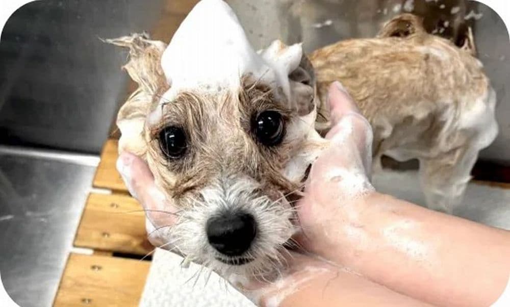 「犬が好き」だけでは足りない？愛犬のようちえんスタッフに求められるコンピテンシーと成長モデル