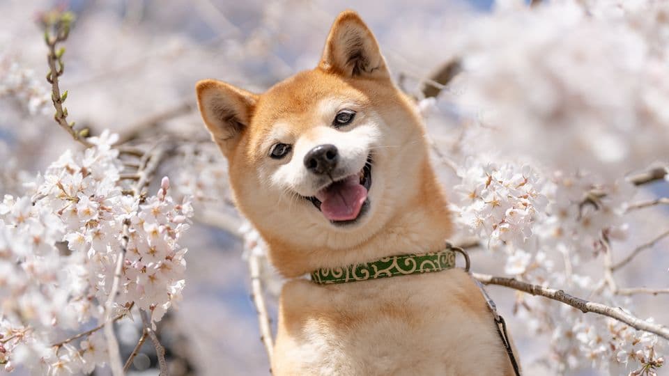 【働き方公開】動物業界の「3K」を変える。ヘイドッグズのキャリア支援と独立を応援する仕組み
