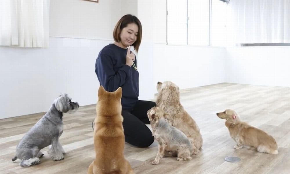 愛犬のようちえんスタッフって何するの？1日の仕事スケジュールをまるっと公開