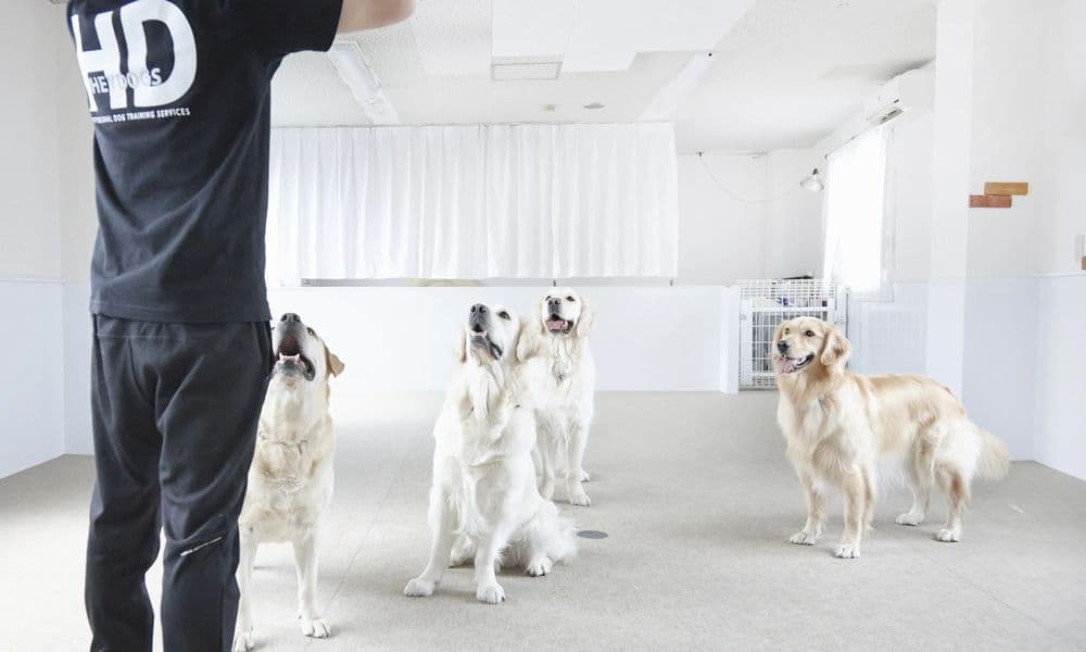 動物業界のリアルな労働環境とキャリアパス：ドッグトレーナー志望者が知っておくべき最新トレンド