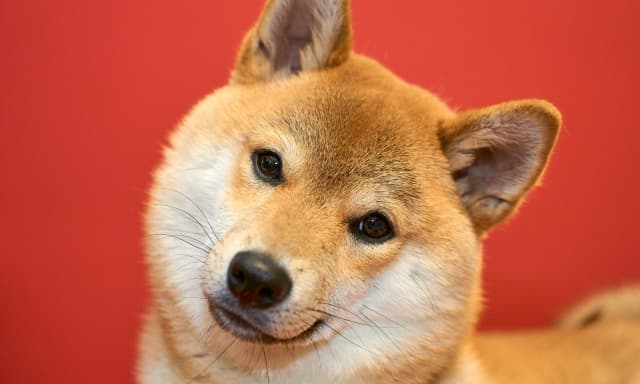 「おやつに頼らないしつけ」はなぜ必要か？愛犬業界の最新トレンドとヘイドッグズのアプローチ